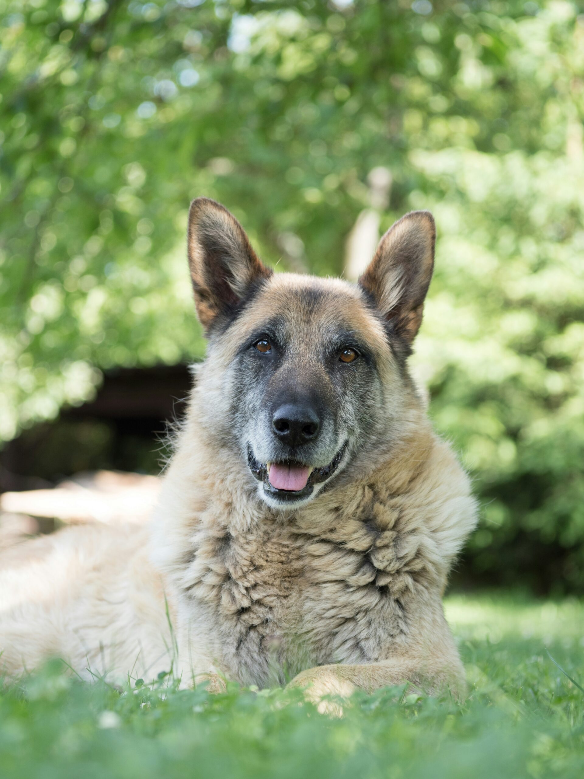 A senior German Shepard laying in the grass and starring at the camera.